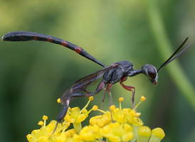 Gasteruption assectator Gasteruption assectator